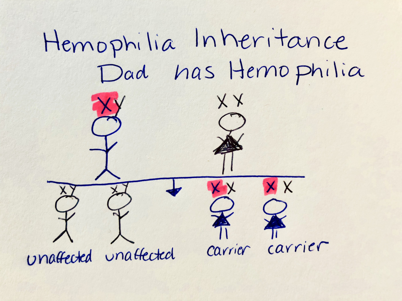 how common is hemophilia in dogs