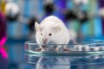 Antibody Blocking Anticoagulation Enzyme Shows Promise in Mice