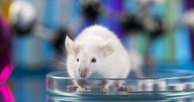 FVIII study in mice