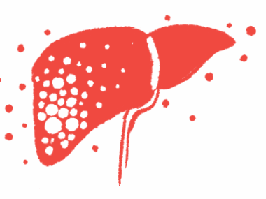An illustration of the human liver.
